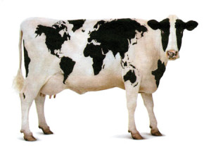 cow